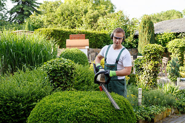 Mentor On The Lake, OH Tree Removal Services Company